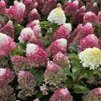 Hortenzia metlinatá (Hydrangea paniculata) ´LIVING RED VELVET®´ by LIVING CREATIONS® - výška 20-30 cm, kont. C1,5L